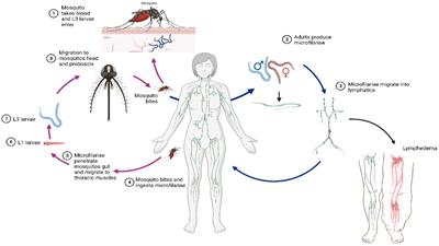 A nationwide epidemiological and geodemographic analysis of lymphatic filariasis in Ecuador: a neglected and often forgotten disease in Ecuador